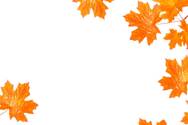 istock Bright colorful autumn leaves. nature 1859797675