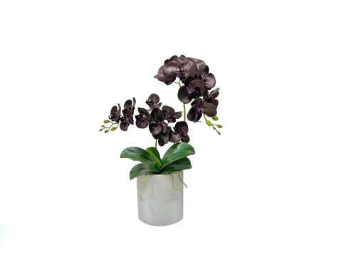 The white background in the picture is two bunches of black orchids planted in a white pot. There are two clusters of flowers at the ends of the clusters with small green unopened flowers.