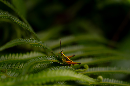 Green grasshopper in the jungle