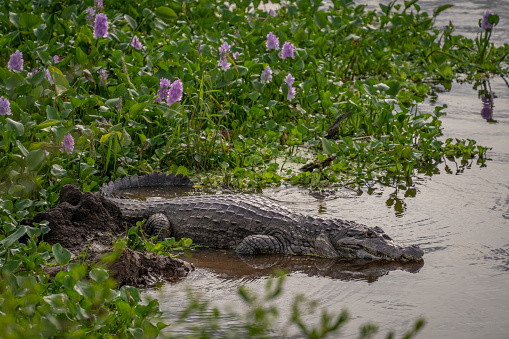 Yacare Caiman in the river