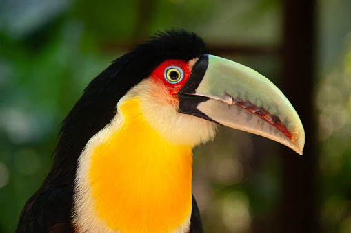 Toucan looking at the camera