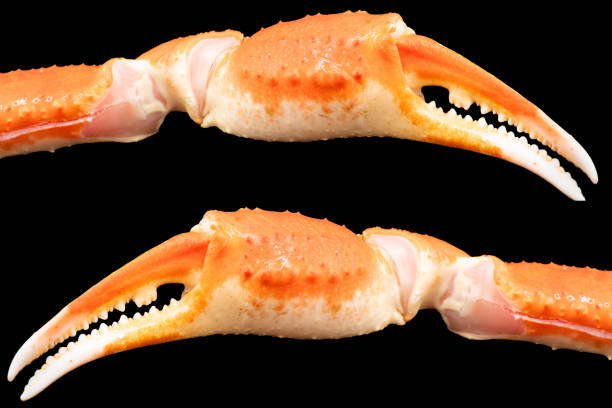 istock Cooked Peruvian Southern King crab leg isolated on a black background. Crab claws isolated on black background 1859803104