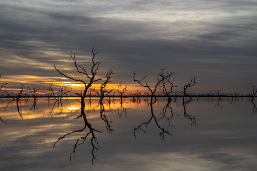 Dead trees in the lake