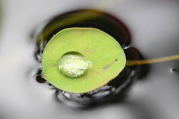 istock Water drops on green lotus leaf 185980793