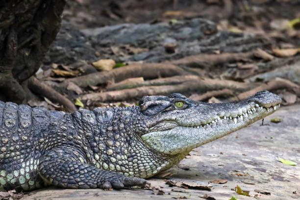 istock Close up crocodile is sleep and rest in garden 1859808362