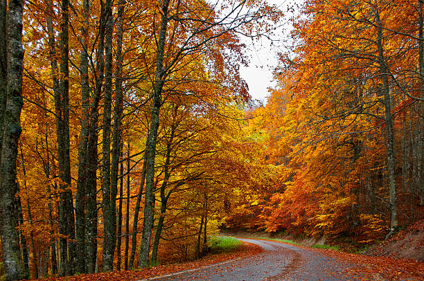 istock Tree-lined road in Irati, Navarre, Spain. Autumn travel 185980890