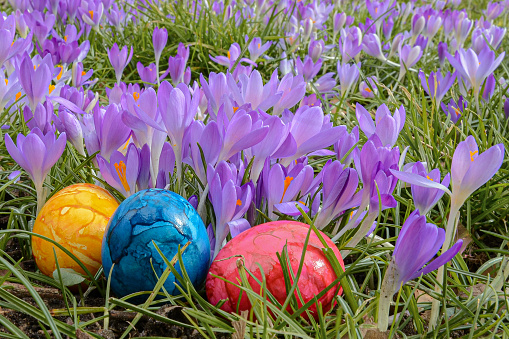 Easter eggs lie among the crocuses