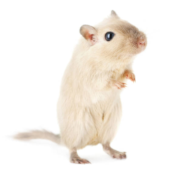 istock Curious cream-colored gerbil standing on hind legs, isolated on white 1859809554