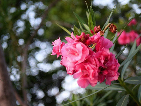 Pink flowers of Gum tree, beautiful nature background with copy space, full frame horizontal composition