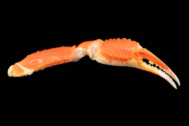 istock Cooked Peruvian Southern King crab leg isolated on a black background. Crab claws isolated on black background 1859810161