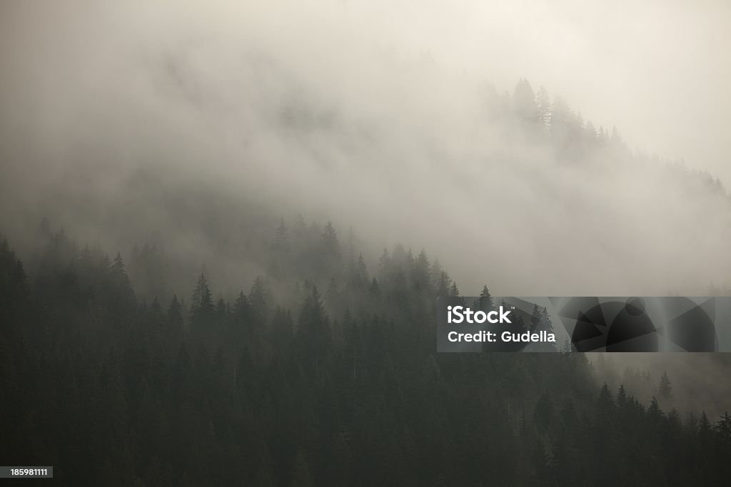霧の森 - トランシルバニアのロイヤリティフリーストックフォト