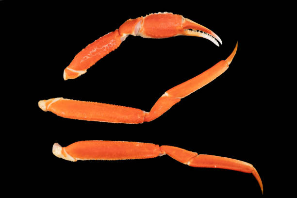 istock Cooked Peruvian Southern King crab leg isolated on a black background. Crab claws isolated on black background 1859815739