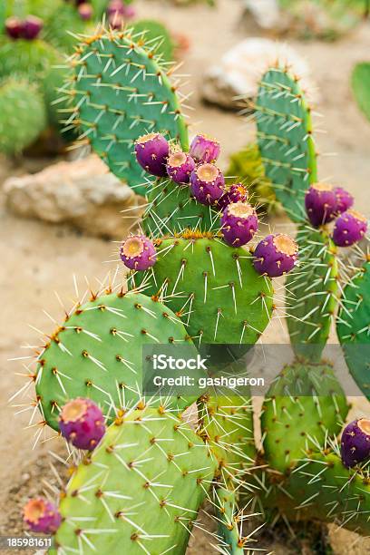 Prickly Pear Cactus With Fruit In Purple Color Stock Photo - Download Image Now - Fruit, Backgrounds, Botany