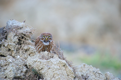 Little Owl (Athene noctua) on the ground.