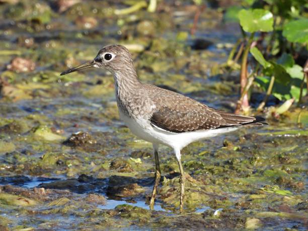 istock Solitary Sandpiper (Tringa solitaria) in the Florida wetlands 1859831789