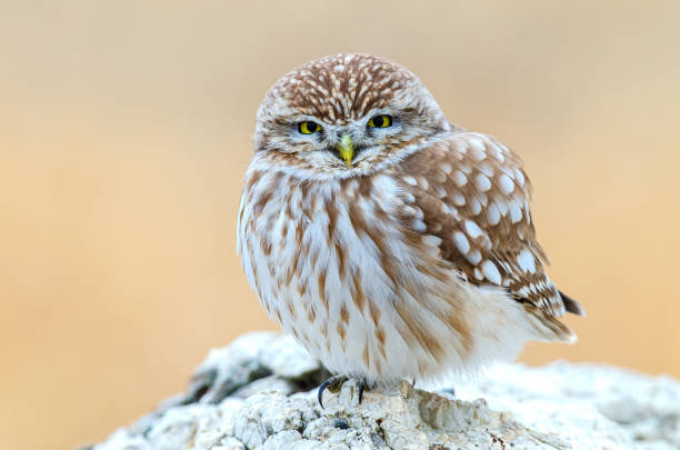 istock Little Owl (Athene noctua) on the stones. 1859832075