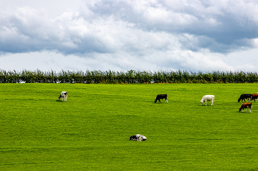 Plain with green grass with herd of cows grazing, Dutch livestock agricultural landscape, green bushes on hill in background against cloud covered sky, sunny day in Epen, South Limburg, Netherlands