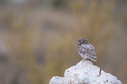 Little Owl (Athene noctua) on the stones.