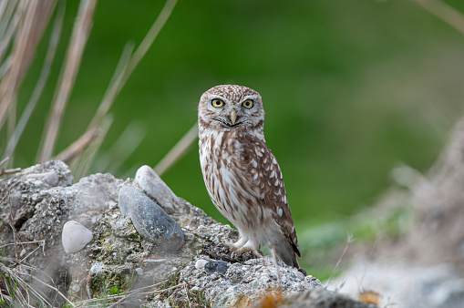 Little Owl (Athene noctua) on the stones. Green backround