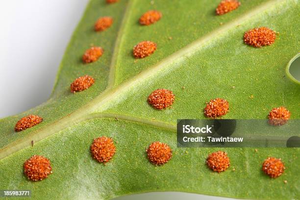 Fern Spores Stock Photo - Download Image Now - Abstract, Autumn, Backgrounds