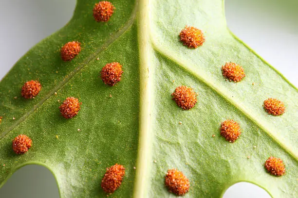 Photo of fern spores