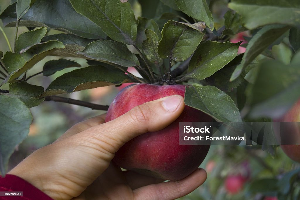 Apple story Human hand is picking on an apple from apple tree Agriculture Stock Photo