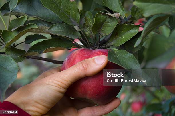 Apple Story Stock Photo - Download Image Now - Agriculture, Apple - Fruit, Apple Orchard