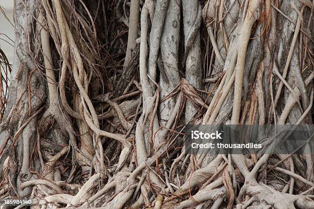Banyan Root - zdjęcia stockowe i więcej obrazów Drzewo - Drzewo, Figowiec bengalski, Fotografika