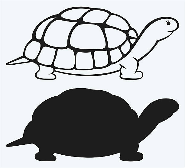 meeresschildkröte - landschildkröte stock-grafiken, -clipart, -cartoons und -symbole