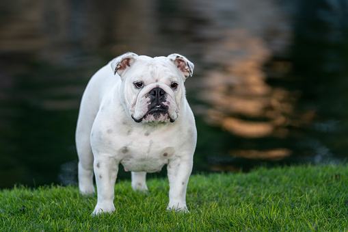Bulldog puppy posing for a natural outdoor portrait by the water