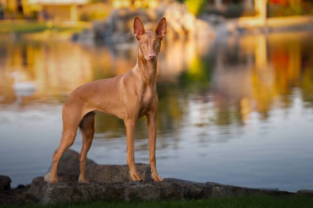 280+ Pharaoh Hound Stock Photos, Pictures & Royalty-Free Images - iStock |  Samoyed, Tibetan mastiff, Akita