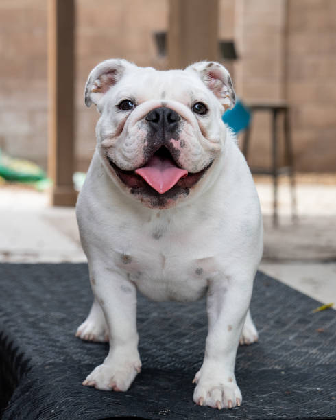 istock White bulldog puppy standing on a table 1859846817