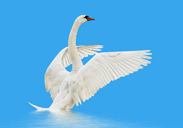 istock Swan on the water. 185984722