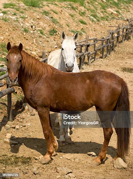 Pferde Im Feld Stockfoto und mehr Bilder von Braun - Braun, Ebene, Feld