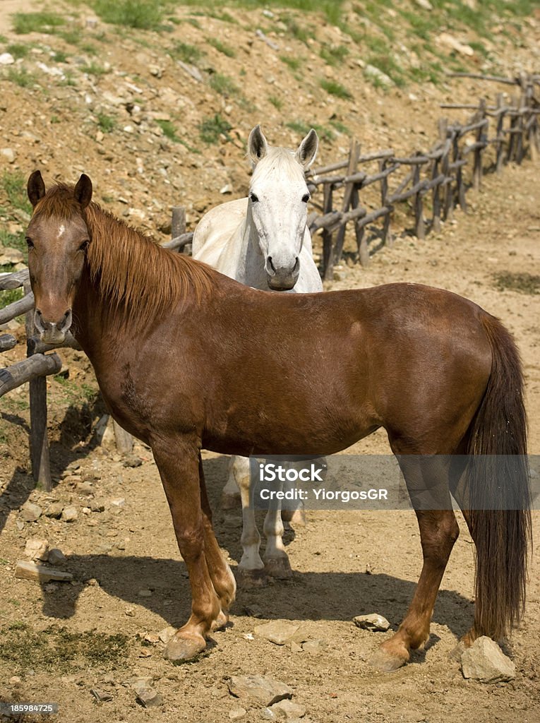 Cavalos em um campo - Royalty-free Amarelo Foto de stock