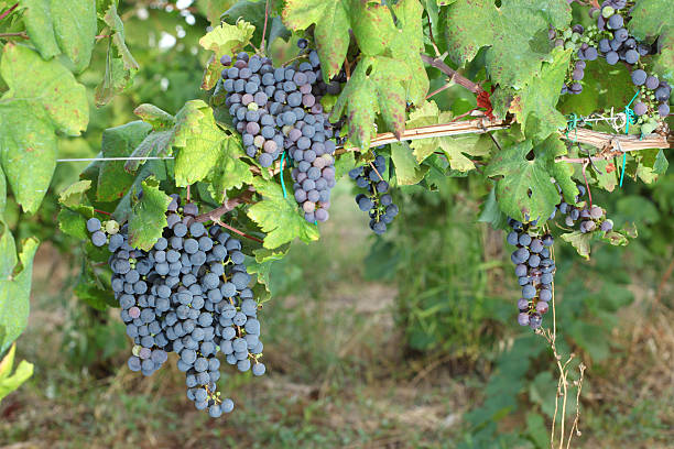 istock Bunches of red wine grapes 185985122