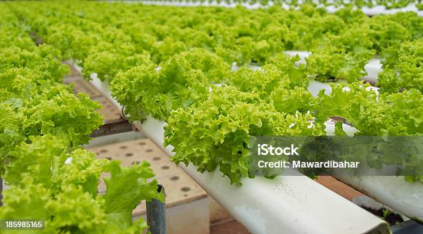 Ensalada Hyroponic Foto de stock y más banco de imágenes de Acuicultura - Acuicultura, Agricultura, Alimento