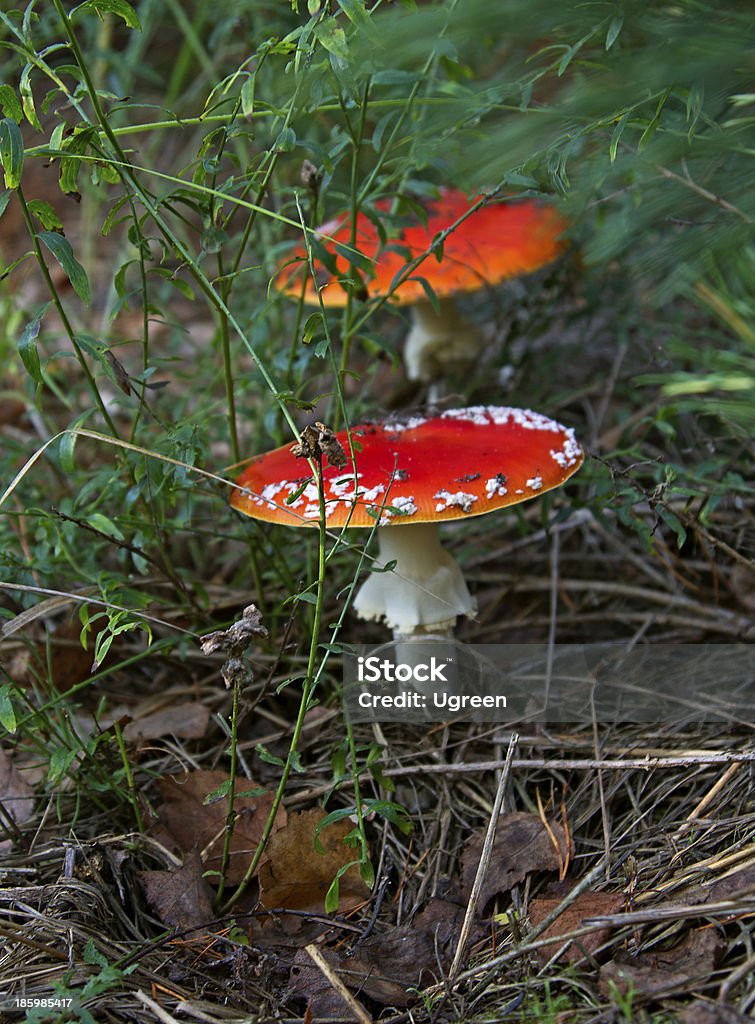 Champignons en automne - Photo de Aiguille - Partie d'une plante libre de droits