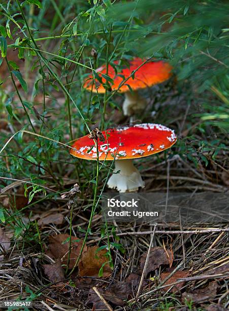 Осенний Грибы — стоковые фотографии и другие картинки Amanita parcivolvata - Amanita parcivolvata, Без людей, Белый