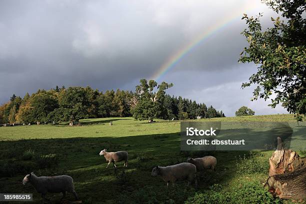 Rainbow Arcs Into A Countryside Scene As Sheep Hurry By Stock Photo - Download Image Now