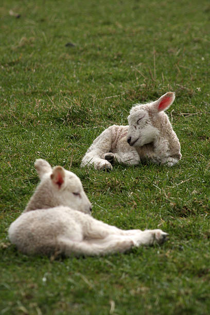 Sleeping lambs lying in field stock photo