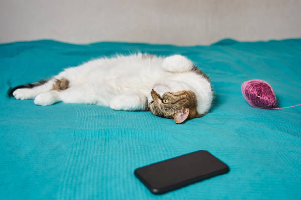 istock a fluffy cat lies on its back upside down with its eyes open, next to it is a black smartphone and a ball of knitting 1859860186