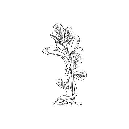 Microgreens fresh stems of fenugreek plant, hand drawn engraved or sketch style vector illustration isolated on white background. Microgreen raw sprouts with first leaves.