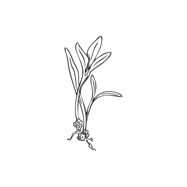 Vector illustration of Hand drawn monochrome sprout of chard micro-green sketch style