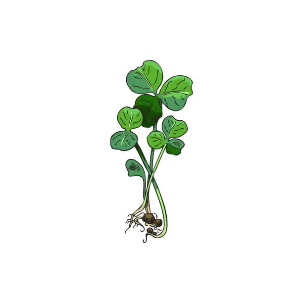 Vector illustration of Hand drawn colorful sprouts of clover micro-green sketch style