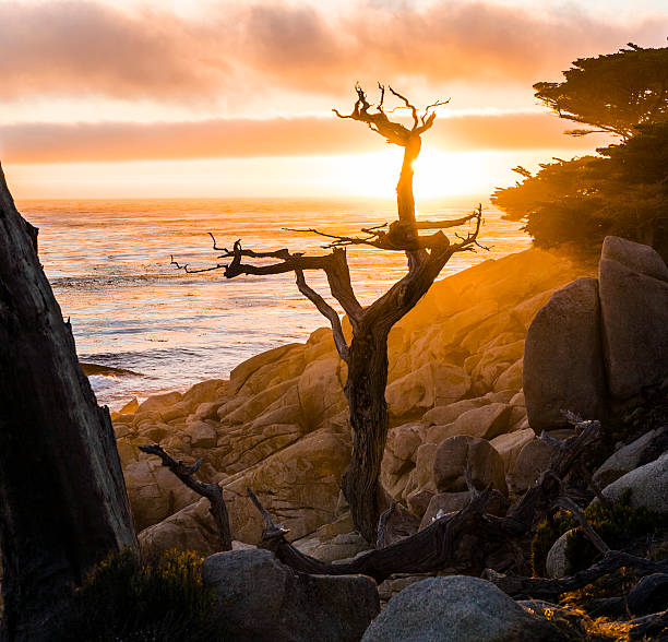 romantic sunrise near Point Lobos with old dried trees at the stone beach and a cypress