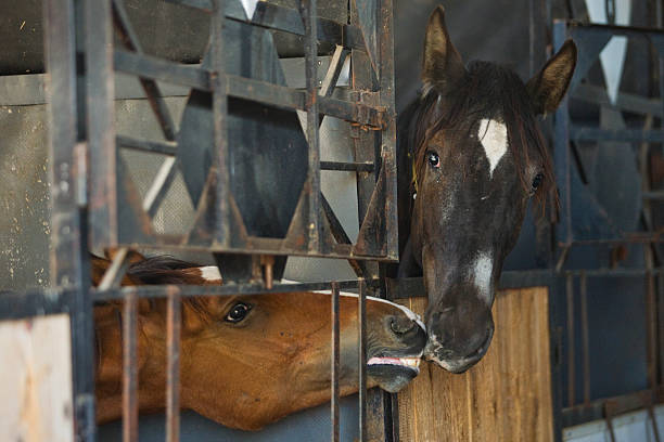 istock Horses in the stable 185987168