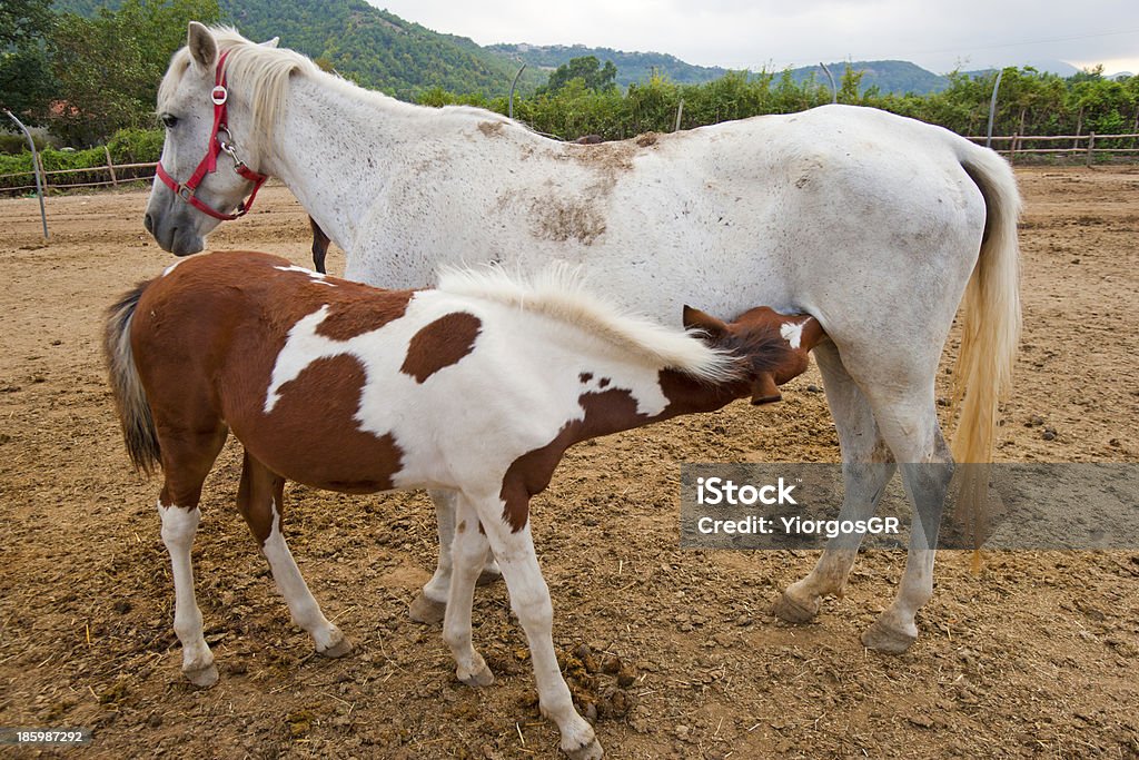 Mare と子馬 - 25セント硬貨のロイヤリティフリーストックフォト