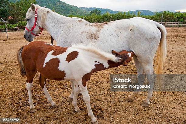 Mare E Potro - Fotografias de stock e mais imagens de Adulto - Adulto, Alazão - Cor de Cavalo, Amor