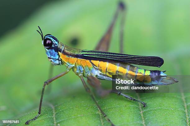 Foto de Macaco Grasshopper e mais fotos de stock de Colômbia - Colômbia, Exterior, Floresta amazônica